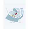 FUN FACTORY - FUN CUP TALLA A TURQUESA - Imagen 5